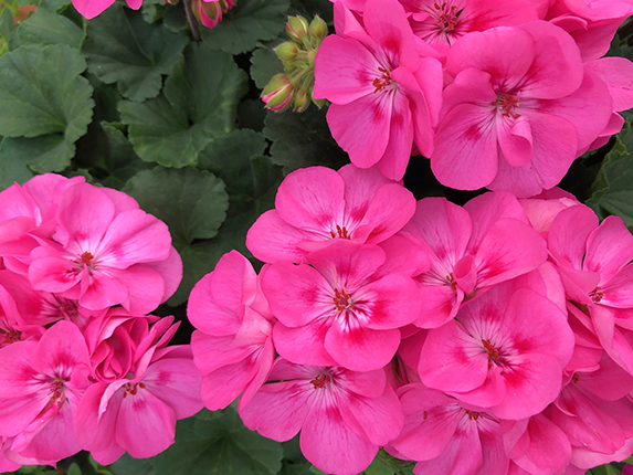 A thing of beauty Light Pink Geranium Flower accent