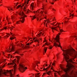 Valentine’s Day Carnations