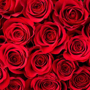 Valentine’s Day Roses