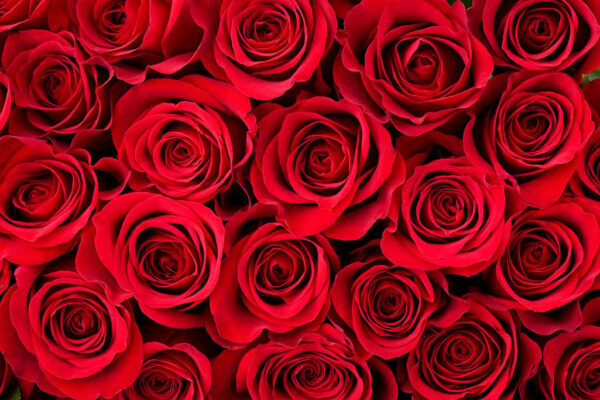 Roses for Valentines Day